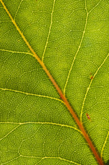 Leaf veins