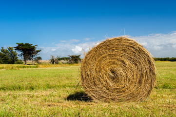 Bale hay in agriculture landscape