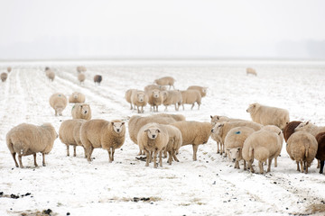 Flock of sheep in the snow