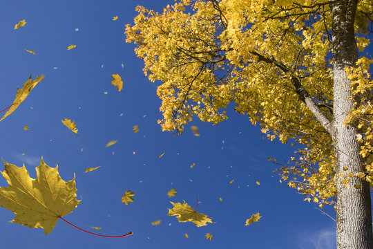 herbststurm