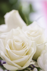 Obraz premium white roses.