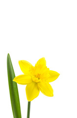 Fototapeta na wymiar Daffodil zwolnione doskonale na białym tle
