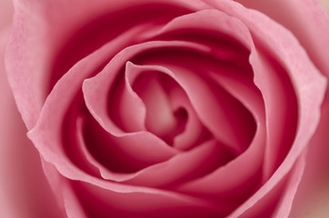 Closeup of pink rose.