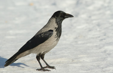 Hooded Crow
