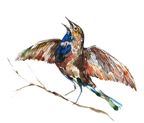 Photo sur Plexiglas Peintures oiseau