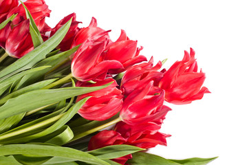 Beautiful pink tulips