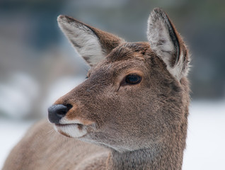 Fototapeta premium portrait of a female deer