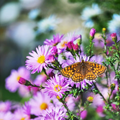 Butterfly and flowers