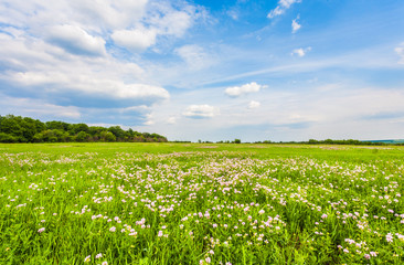 Meadow with green grass and blue sky