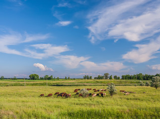 Fototapeta na wymiar cows grazing in field