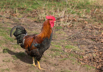 welsummer cockerel