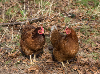 two free range hens