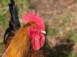 Cockerel close up