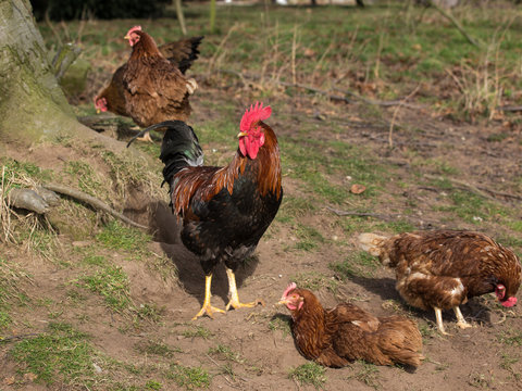 goup of free range poultry