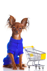 Toy Terrier with shopping cart isolated on white. Funny little d