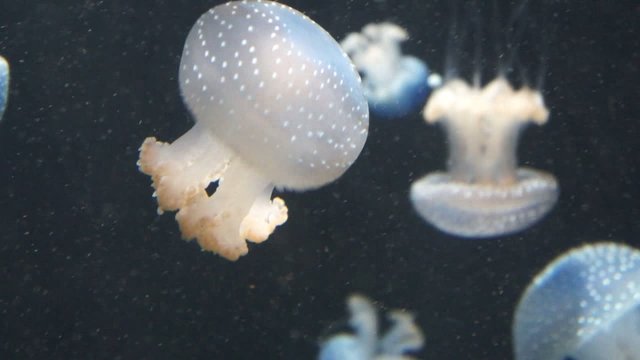 Gepunktete Wurzelmundquallen
