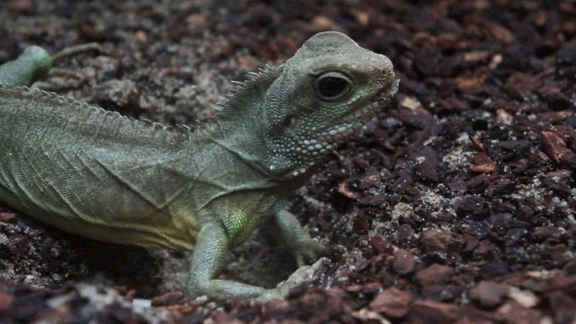 Gr&uuml;ne Wasseragame