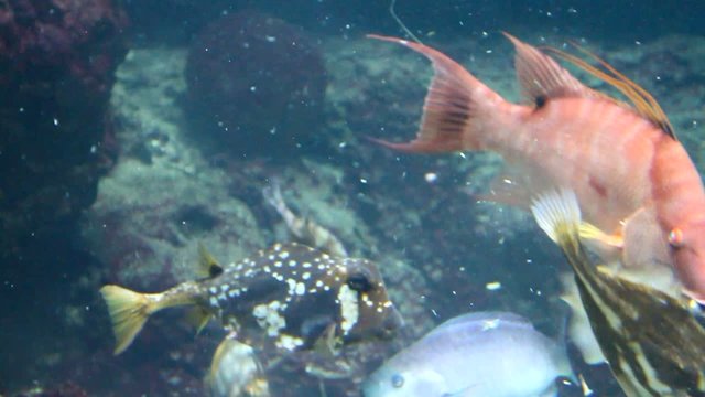Fische Karibik