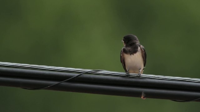 Golondrina posada en un cable