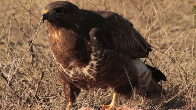 Busardo ratonero posado