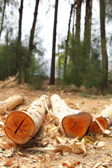 Obraz premium Cut tree logging