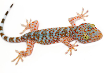 Naklejka premium Gecko