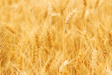 Golden wheat field