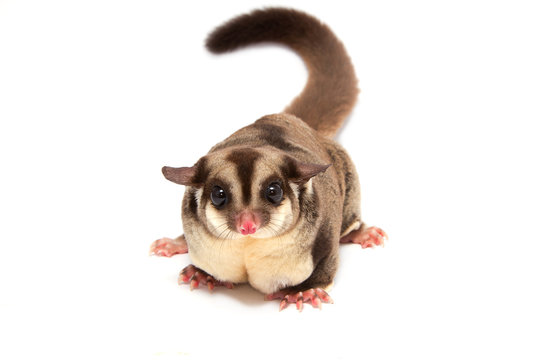 pretty sugar-glider (femel) standing
