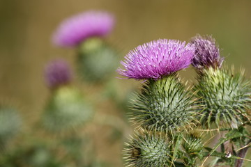 thistle flowers