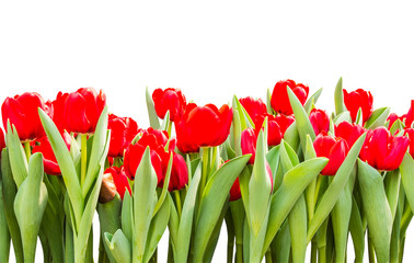 Red tulips isolated on white background with clipping path