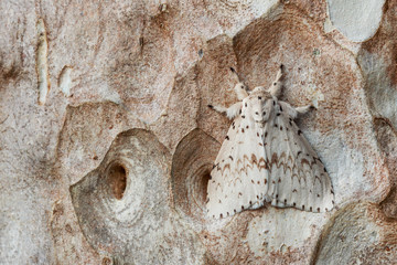 White moth hiding on tree bark