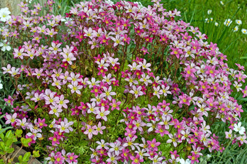Fototapeta premium Moossteinbrech - Saxifraga bryoides