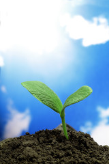 sprout