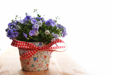 campanula flowers
