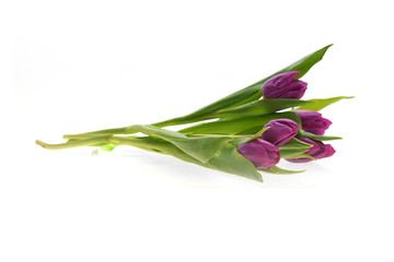 purple tulips