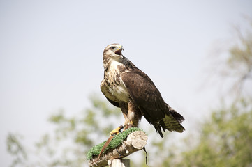 Busardo Ratonero - Buteo buteo