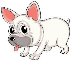 A white bulldog