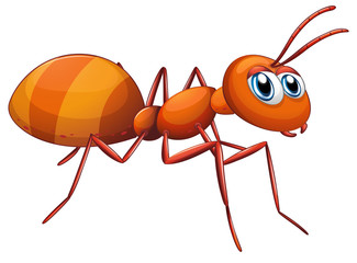 A big ant
