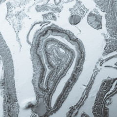 micrograph earthworm crosscutting
