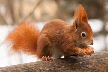 Eichhörnchen