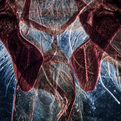 animal mouth-parts of bee insect