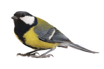 titmouse