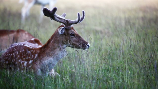 fallow deer  sitting