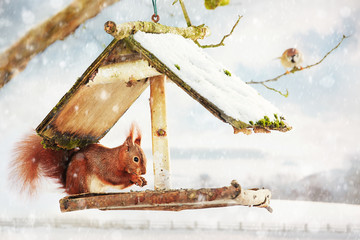 red squirrel in the bird feeder - obrazy, fototapety, plakaty