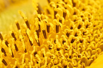 Close-up sunflower's stamen