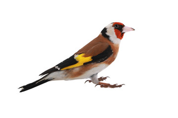 goldfinch