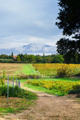 Fototapeta premium provecale vineyards
