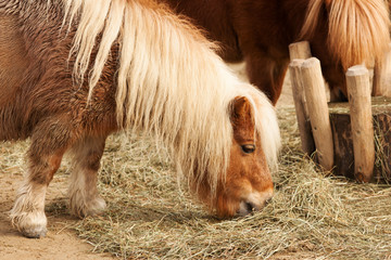 Shetland Pony - 49970623