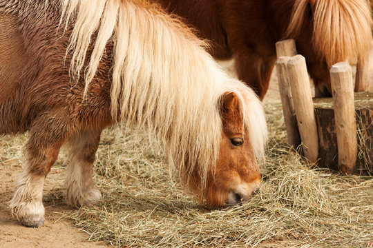 Shetland Pony