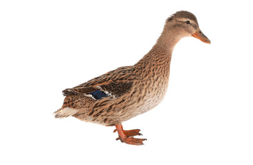 duck
